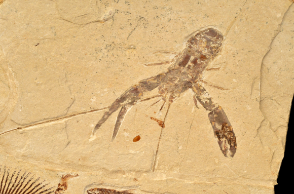 Ecrevisse fossile
